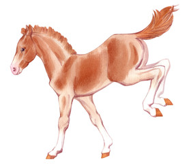 Fototapeta na wymiar Watercolor painting of running foal isolated on white background. Original stock illustration of baby horse.