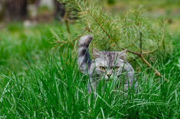 grey cat is sitting and lying on a green grass