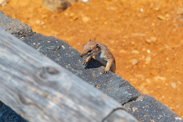 Fuerteventura squirrel in Spain
