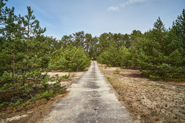 Fototapeta na wymiar abandoned concrete road in the pine spring forest