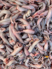 Raw sea fish Bombay duck or Bombil at Madh Island Mumbai.