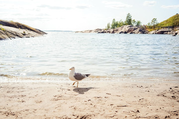 seagull on the beach