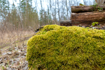 Fluffy moss on an old, felled tree trunk close-up.