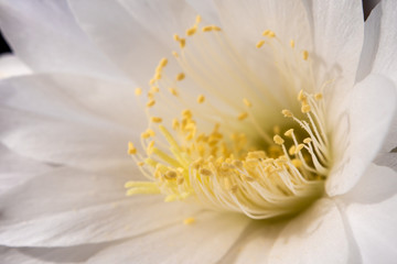 White color fragile petal of Echinopsis Cactus flower