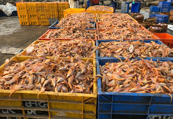 Golden Anchovies fish in big crates boxes at bhati village beach in Madh Island located in Mumbai.