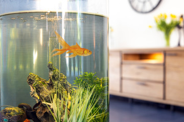 Goldfish in fish bowl with bubbles & water pumps in the tank in the living room,