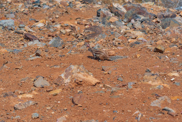 Fuerteventura squirrel in Spain