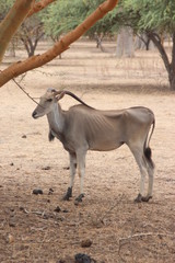 antelope in the wild