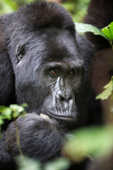 Portrait of silver back free mountain gorilla