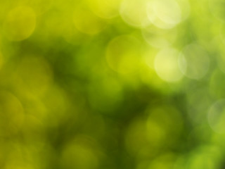 Fototapeta na wymiar Natural outdoors bokeh background in green and yellow tones, Blurred green tree leaf background with bokeh