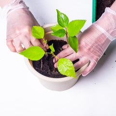 Woman is planting hibiscus sprouts in fresh peas with new ground - closeup, hands in gloves and sprouts of a Chinese rose