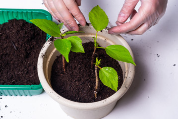 Woman is planting hibiscus sprouts in fresh peas with new ground - closeup, hands in gloves and...