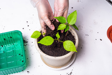Woman is planting hibiscus sprouts in fresh peas with new ground - closeup, hands in gloves and sprouts of a Chinese rose