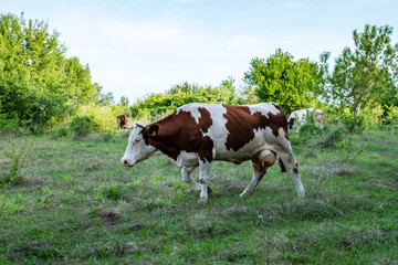 Naklejka na ściany i meble Cows on a summer pasture