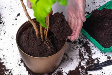 Woman woman perches Chinese rose - hibiscus in a pot with fresh fertile soil - close-up