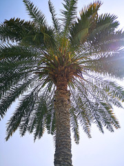 A palm tree in the UAE against a backdrop of unpaid blue sky.