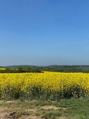 Weite Sicht über Rapsfelder (Windrad) über die Eifel bis in den Hunsrück bei Cochem - Feldweg - Raps - Öl - Baum - Natur - Landwirtschaft