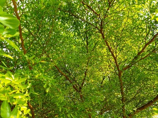 Fototapeta premium Tree shade is important to provide the best growing environment for some crops, especially those originating from the forest&nbsp;understory.