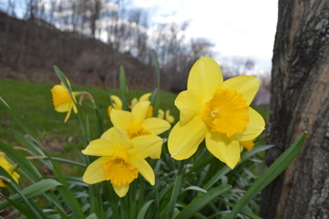 Obraz premium yellow daffodils in the spring