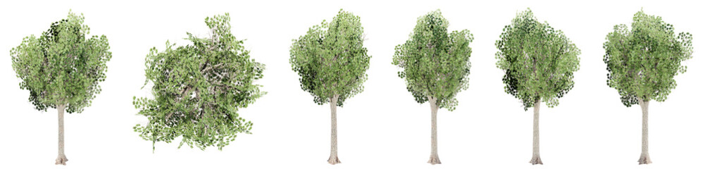 Obraz premium Set or collection of green trees isolated on white background. Concept or conceptual 3d illustration for nature, ecology and conservation, strength and endurance, force and life