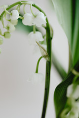 Le muguet traditionnel du 1er Mai 