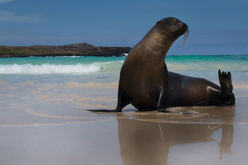 Fototapeta premium Lobo marino en Puerto Chino, San Cristobal, Galapagos, Ecuador