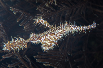 An Ornate ghost pipefish, Solenostomus paradoxus, hovers near a hydroid colony on a coral reef in Raja Ampat, Indonesia. 
