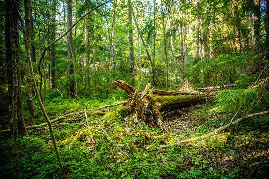 Forest in Filand at sunny day