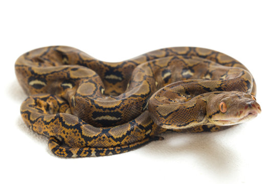 Reticulated Python (Python reticulatus) isolated on white background.
