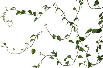 Green long weaving plant on a white background