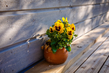 pot of yellow forget-me-nots against a wooden wall