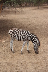 Fototapeta na wymiar Zebra in a wild animal refuge in Senegal.