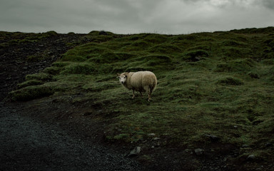 Fototapeta premium Sheep in Iceland #2