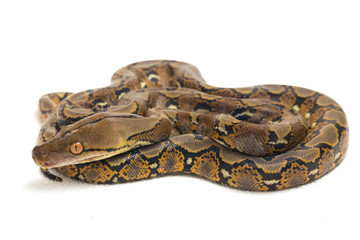 Reticulated Python (Python reticulatus) isolated on white background.
