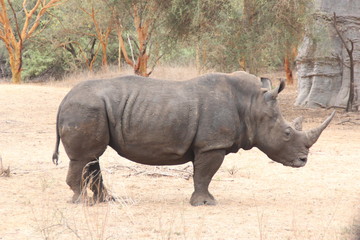 Obraz premium rhino in the wild