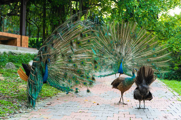 A pair of peacocks fluffy tails flirting to the females in the park. Bird Flirt.