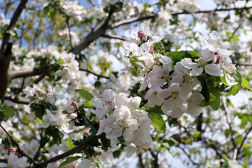 Blooming apple tree. Spring flowering of apple trees.