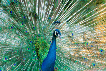 Naklejka premium Beautiful well-groomed male peacock, spreading its tail, luxurious tail, flirts with a female