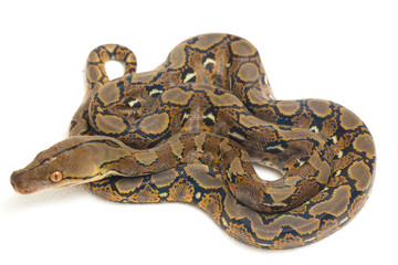 Reticulated Python (Python reticulatus) isolated on white background.
