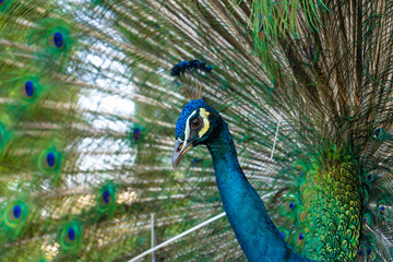 Obraz premium Beautiful well-groomed male peacock, spreading its tail, luxurious tail, flirts with a female
