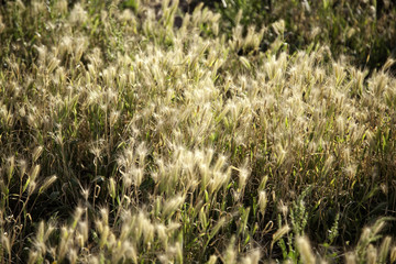 Ears of wheat in the field