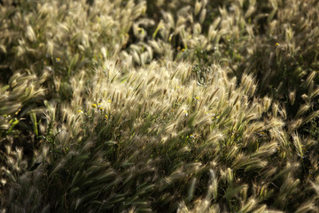 Ears of wheat in the field