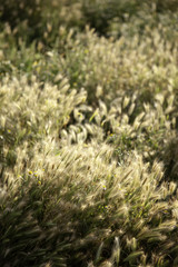 Ears of wheat in the field
