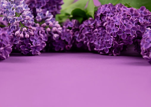 Lilac flower frame stock images. Beautiful blooming lilac flower border stock images. Spring background concept. Spring purple flowers on a purple background with copy space for text