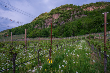 Vineyards in Appiano in Italian South Tyrol.
