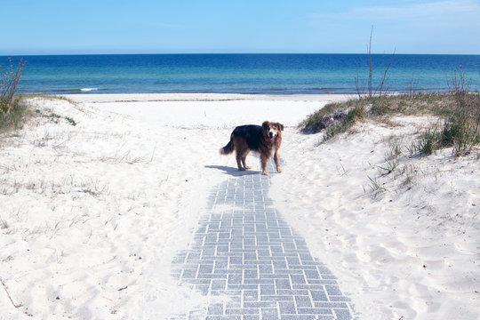 Hund am Strand Insel Rügen