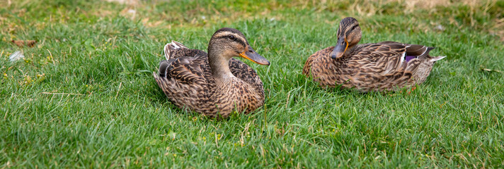 Eider (Somateria mollissima) is a large coastal surface-grazing seabird in the genus Somateria, Viborg Denmak