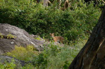 Royal Bengal Tiger Cubs In Indian Forest