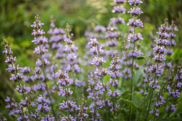Salvia officinalis (common sage), a small evergreen subshrub used as a culinary herb