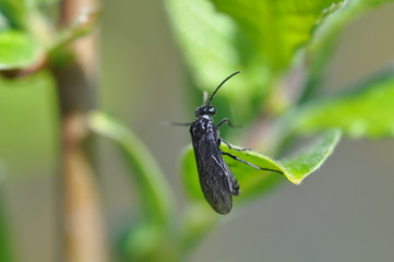 Tier - Makro - Nahaufnahme - Umwelt 